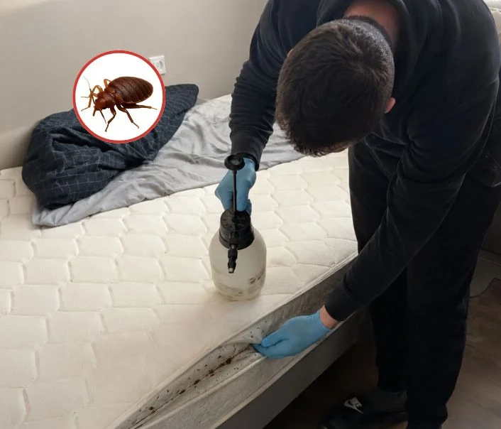 Technicien traitant un matelas contre les punaises de lit à Chailly-en-Bière